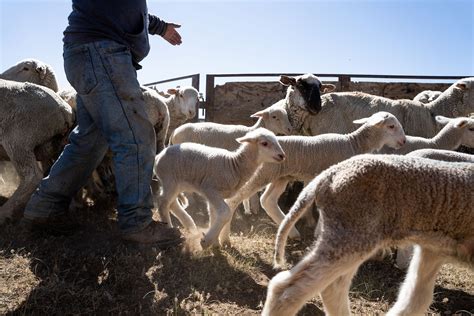 Where Are My Sheep? A Delightful and Chaotic Journey into Agricultural Management!